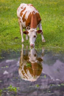 Holstein Friesian cattle stand on a green meadow at a puddle and drink. A reflection of the cows