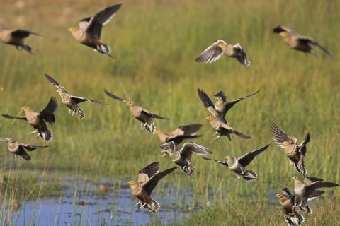 Chestnut-bellied Sandgrouse (Pterocles exustus), Oman