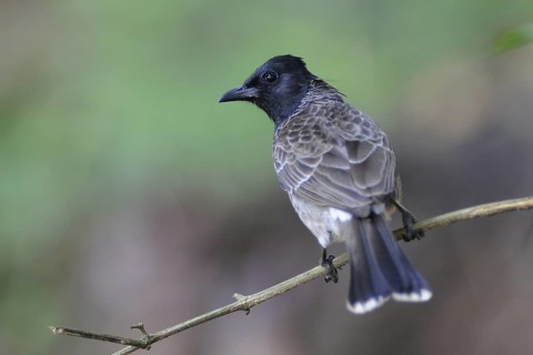 Red-vented Bulbul (Pycnonotus cafer), Sri Lanka