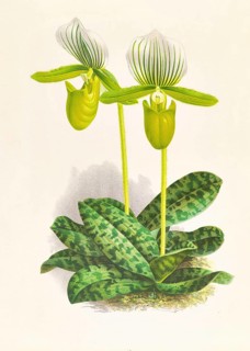 Orchid, Cypripedium lawrenceanum var hyeanum, authentic reproduction of an illustration by Jean