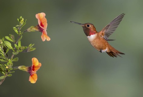Rufous Hummingbird Male (Selasphorus rufus) - (Selasphorus rufus) - Victoria BC, Canada