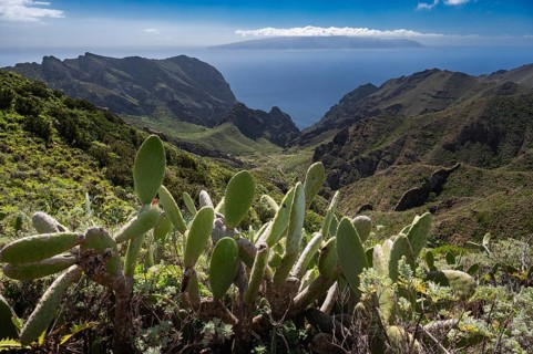 Cacti and Masca Gorge in the distance the island of La Gomera, Tenerife