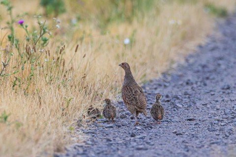 Grey partridge (Perdix perdix) female with three young birds on a field path made of gravel stones