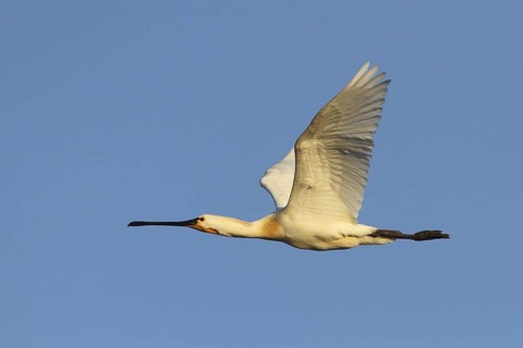 Eurasian Spoonbill (Platalea leucorodia) flying, Texel, Netherlands