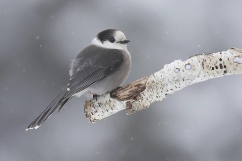 Grey Jay (Perisoreus canadensis), Ontario, Canada