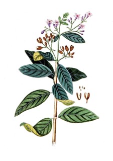 Pyrola rotundifolia, round-leaved wintergreen, digital reproduction of a historical original,