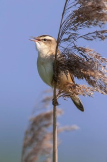 Sedge Warbler (Acrocephalus schoenobaenus) singing, Lower Saxony, Germany