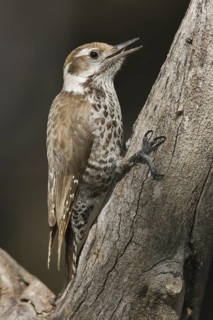 Arizona Woodpecker (Leuconotopicus arizonae), Arizona, USA
