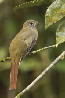 Collared Trogon (Trogon collaris) female, Ecuador