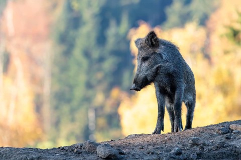 A young wild boar (Sus scrofa) stands in a clearing on a mound of earth. An autumnal forest can be