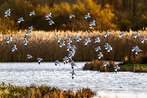 Pied Avocet, Recurvirostra avosetta, birds in flight over winter marshes, Devon, England, United