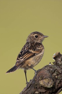 European Stonechat (Saxicola rubicola), Lake Neusiedl, Austria