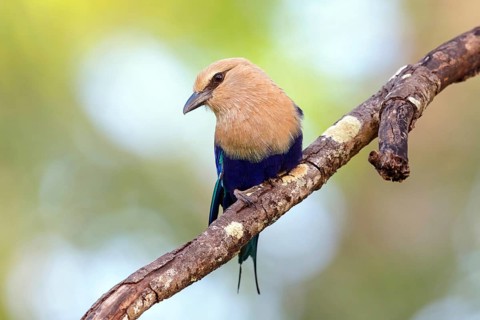 Blue-bellied roller (Coracias cyanogaster), Roller family, Marakissa Area, Marakissa, South Bank,