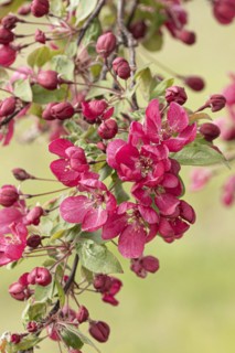 Ornamental apple (Malus 'Indian Magic'), Anchers Havecenter, Ditfurt, Saxony-Anhalt, Germany