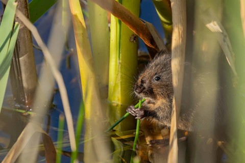 Water vole (Arvicola amphibius) adult rodent animal eating a reed stem in a pond in summer, RSPB