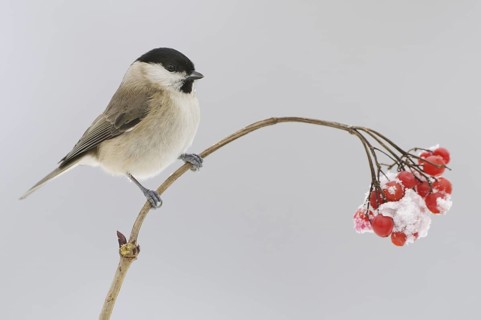 Marsh Tit (Poecile palustris), Lower Saxony, Germany