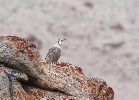 Himalayan Snowcock (Tetraogallus himalayensis), Ladakh, India