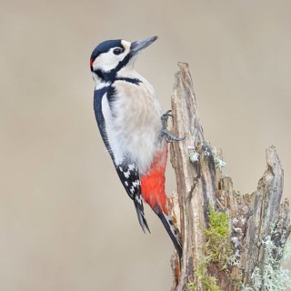 Great spotted woodpecker (Dendrocopos major), male, foraging on a tree stump overgrown with moss