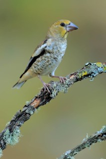 Hawfinch (Coccothraustes coccothraustes) juvenile, Andalusia, Spain