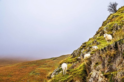 Sheeps from Claerwen Valley, Elan Valley Reservoir, Rhayader, Powys, Wales, UK