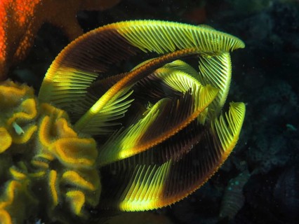 Elegant hair star (Tropiometra carinata)