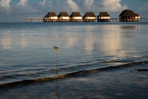 Single small mangrove sprout growing from the shallow ocean water at sunset with traditional