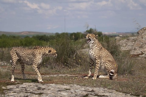 Cheetah (Acinonyx jubatus) male and female fighting, Castile-La Mancha, Spain