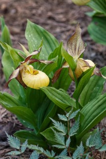 Beautiful orchids of different colors on green background in the garden. Lady's-slipper hybrids.