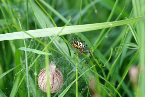 Wasp spider (Argiope bruennichi), female, cocoon, grass