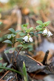 Lingonberry (Vaccinium vitis-idaea),  Germany