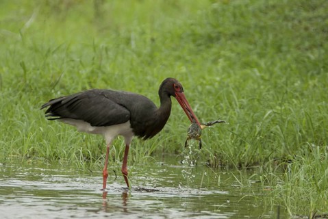 Black Stork (Ciconia nigra) with captured frog, Mpumalanga, South Africa