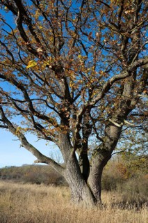 English oak (Quercus robur) in a meadow, in autumn with yellow discoloured leaves, blue sky,