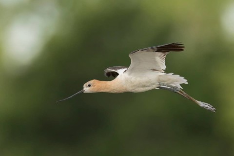 American Avocet (Recurvirostra americana) flying, California, USA