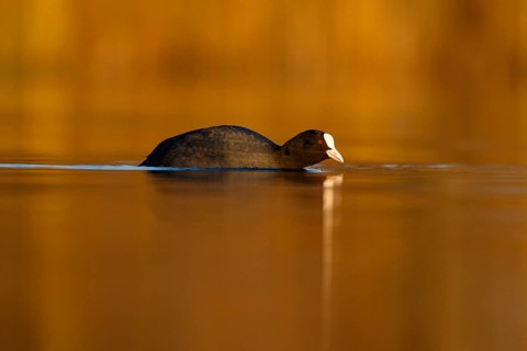 Eurasian Coot (Fulica atra), North Rhine-Westphalia, Germany
