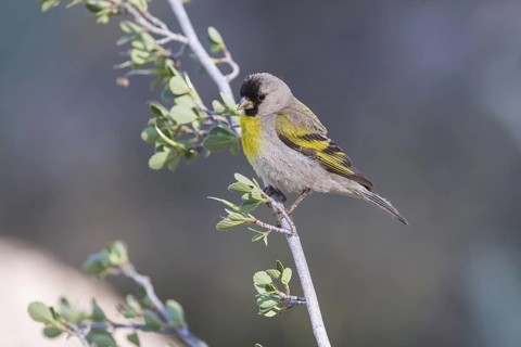 Lawrence's Goldfinch (Spinus lawrencei) male, California, USA