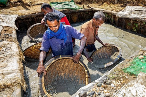 Men work in a pool of water with baskets to extract material from the mud, the sapphire and