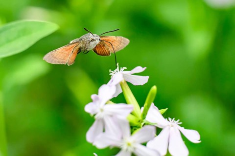 A dove tail (Macroglossum stellatarum) flies near pink flowers of soapwort (Saponaria officinalis)