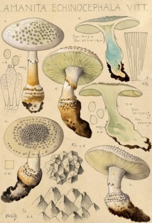 Mushroom, fungi, Amanita echinocephala, pointed cone mushroom, authentic reproduction of an