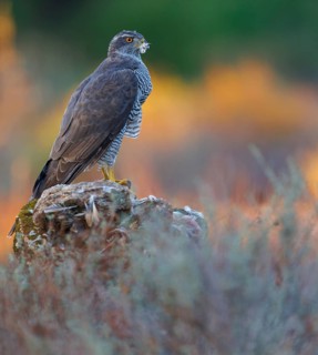 Northern northern goshawk (Accipiter gentilis), Autour des palombes, Hides De Calera / Goshawk