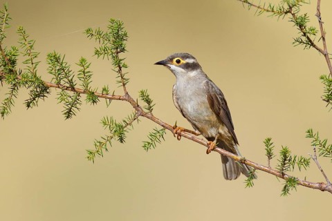 Brown-headed Honeyeater (Melithreptus brevirostris), Victoria, Australia