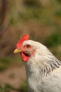 Close-up of a white chicken head, domestic chicken (Gallus gallus domesticus), Franconia