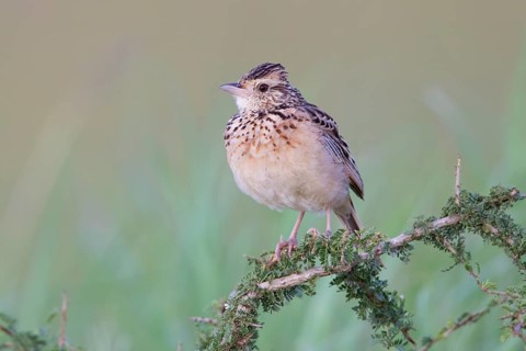 Rufous-naped Lark (Mirafra africana), Serengeti, Tanzania