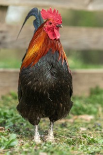 Cock in a farm in the countryside. Lower Rhine, Alsace, France