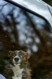 A dog gazes longingly from within a car, its eyes reflecting the surrounding trees. The scene