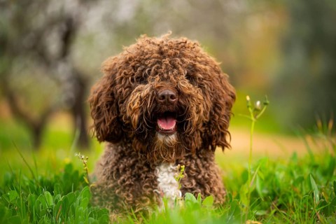 An Andalusian water dog with lush curly fur enjoys a sunny day in a green, flourishing meadow