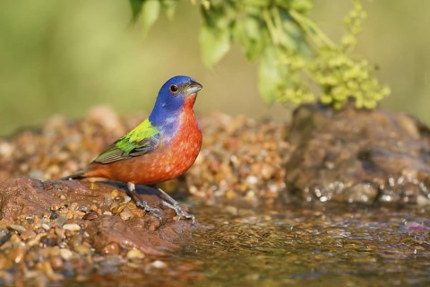 Painted Bunting (Passerina ciris) male at a waterhole, Texas, USA