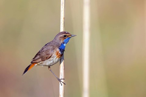White-starred bluethroat (Luscinia svecica), sitting on a reed, Wadi Darbat, Salalah,