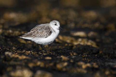 Sanderling (Calidris alba), Fuerteventura, Spain