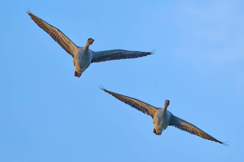 Two geese flying parallel in the clear sky, grey goose (Anser anser), spring, bird island,