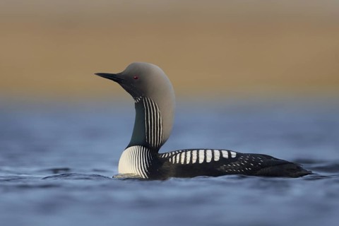 Pacific Loon (Gavia pacifica), Alaska, USA